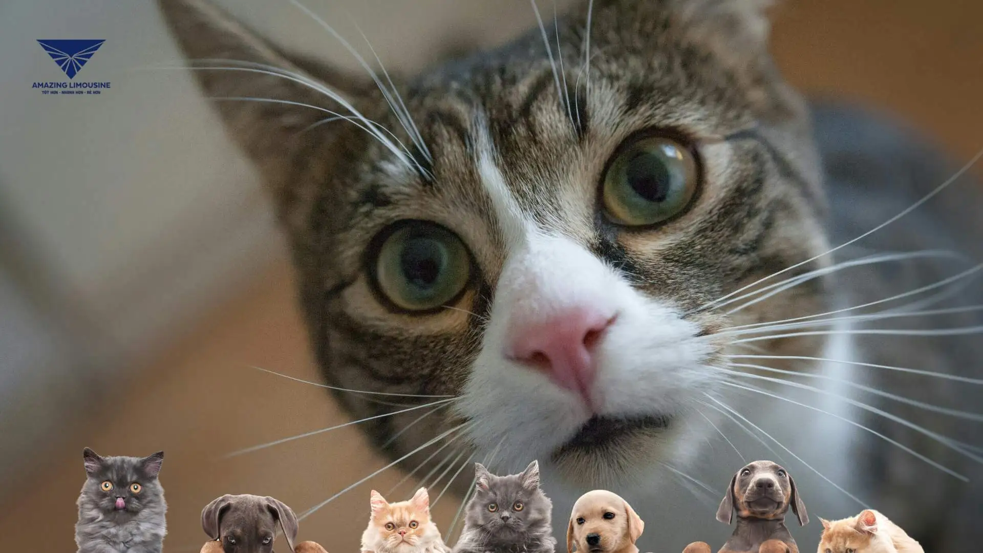 xe limousine đi đà lạt được dẫn thú cưng